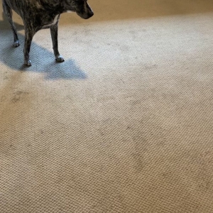 Photo of Angel's Carpet Care