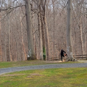 Glen Burnie White Oak Tree Expert