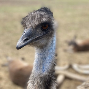 Photo of Cockrills Country Critters