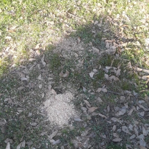 Photo of Woodland Tree Service