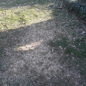 Photo of Woodland Tree Service