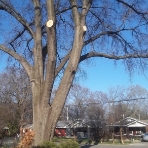 Photo of Woodland Tree Service