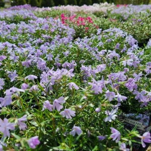 Photo of Andrea's Garden Center