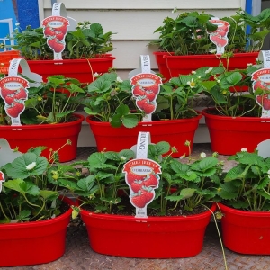 Photo of Andrea's Garden Center