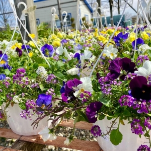 Photo of Andrea's Garden Center