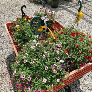 Photo of Andrea's Garden Center