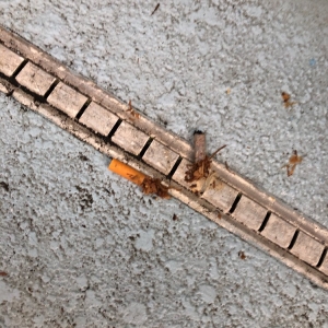 Photo of Courtesy Screening