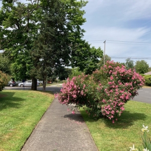 Photo of Rio's Lawn Care