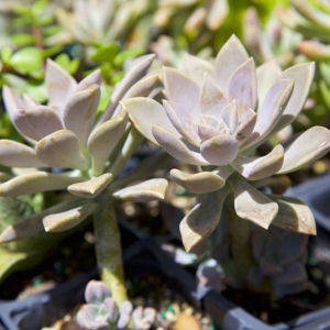 Bunnell Nature Scapes Landscape Garden Center