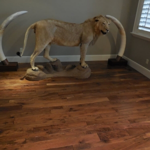Photo of 123 Flooring Experts