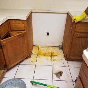 Photo of Ms. Maria Cleaning Services