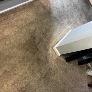 Photo of Precision Carpet