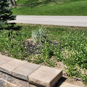 Photo of Jones Topsoil