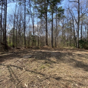 Photo of J.C Landscape