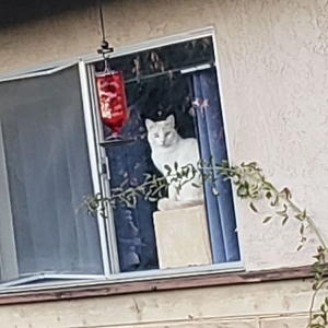 Temecula The Screenman