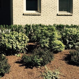 Framingham Monteiro And Sons Landscape Services