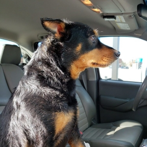 Photo of Green Car Wash & Dog Wash