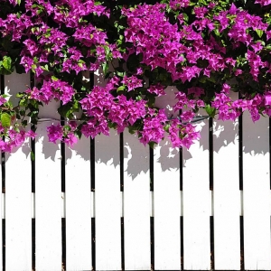 Photo of Yoder's Vinyl Fencing
