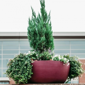 Photo of Interior Plantscapes