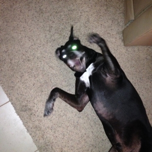 Photo of Royalty Carpet Cleaning