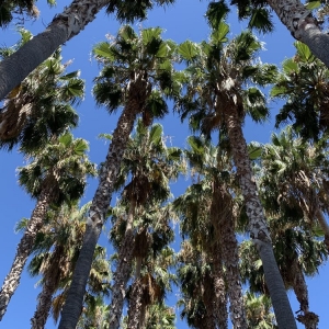 Photo of Mexican Heritage Plaza