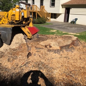 Photo of Sutton Tree Experts