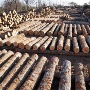 Photo of American Woodland Trading