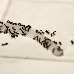 Photo of Pest Free