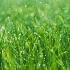 Photo of Heads Up Sprinkler Systems