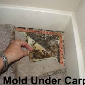 Photo of Texas Mold Consultants