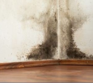 Photo of Texas Mold Consultants