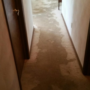 Photo of OKZO Carpet Cleaning Services