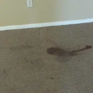 Photo of OKZO Carpet Cleaning Services
