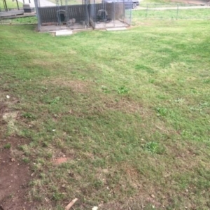 Photo of Just N time Lawn&Car Service's
