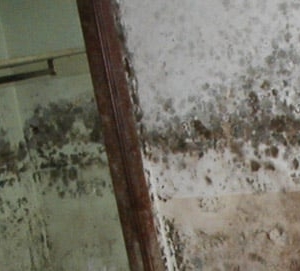 Photo of Bay Area Mold Services