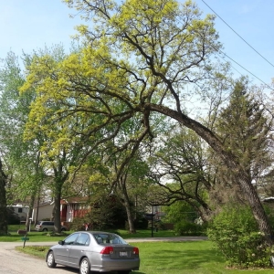 Photo of Planned Forest Solutions