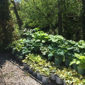 Photo of Country Harmony Home & Garden Center