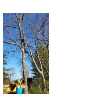 Murfreesboro Hughes Tree Service