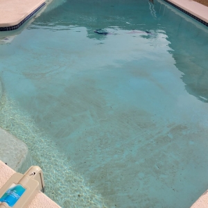 Photo of Tiger Shark Pool Service