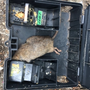 Tualatin Allied Pest and Wildlife