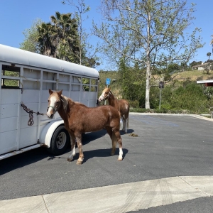 Photo of Party Pony Express Pony Rides