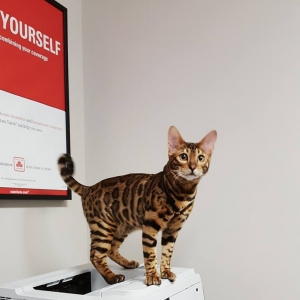 Photo of Youkie Chambers - State Farm Insurance Agent