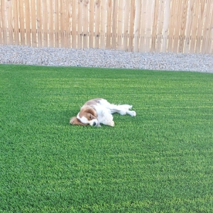 Photo of Green Forever Arizona Synthetic Turf & Pavers