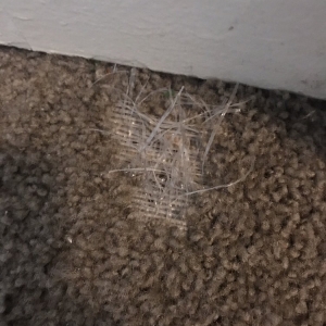 Photo of LA Carpet Repair and Cleaning