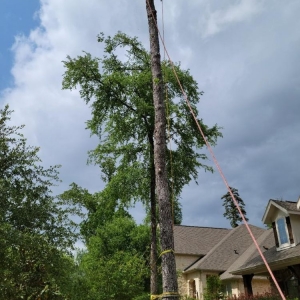 Photo of Rothco Tree Service