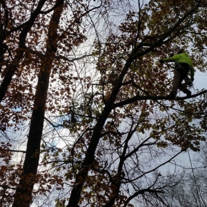 Photo of Shadywood Tree Experts