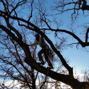 Photo of Shadywood Tree Experts
