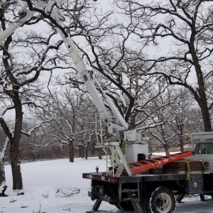 Photo of Shadywood Tree Experts