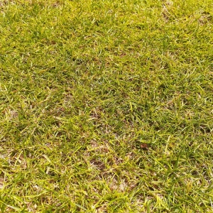 Photo of The Grass Company