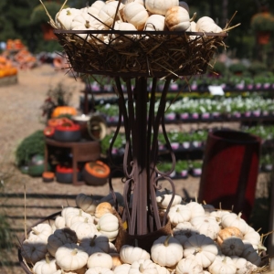 Photo of The Good Earth Garden Center